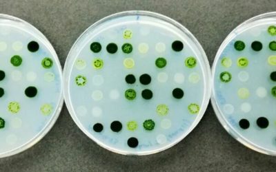 Cuarto taller INBEC sobre soluciones innovadoras en bioeconomía el próximo 6 de mayo