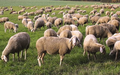 Segundo taller INBEC sobre soluciones innovadoras en bioeconomía el próximo 15 de abril