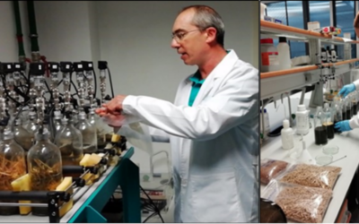 Test biodegradabilidad