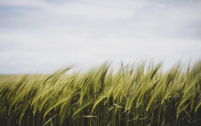 Castilla y León y bioeconomía, las piedras angulares del I Foro de Bioeconomía de CyL en Soria