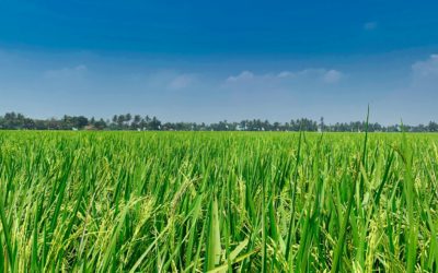 Sexto taller INBEC sobre soluciones innovadoras en bioeconomía el próximo 26 de mayo
