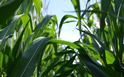 Estudio del uso de fuentes proteicas alternativas procedentes de subproductos agroindustriales