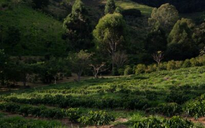 Agrigenómica y tecnologías de secuenciación de nueva generación