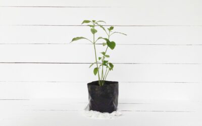 Controlled Environment and Plant Health Pilot (PAC-SAVE)